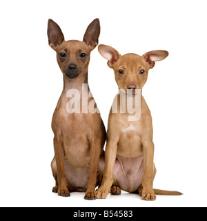 paar Miniatur Pinscher vor einem weißen Hintergrund Stockfoto