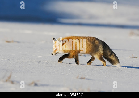 Rotfuchs Vulpes Vulpes Erwachsenen Wandern Yellowstone National Park in Wyoming USA Stockfoto