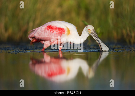 Rosige Löffler Ajaia Ajaja Erwachsenen Fütterung Sinton Fronleichnam Coastal Bend, Texas USA Stockfoto