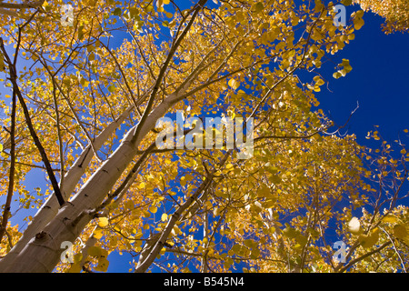 Aspen Grove gefunden Bishop Creek Canyon in der östlichen Sierra Stockfoto