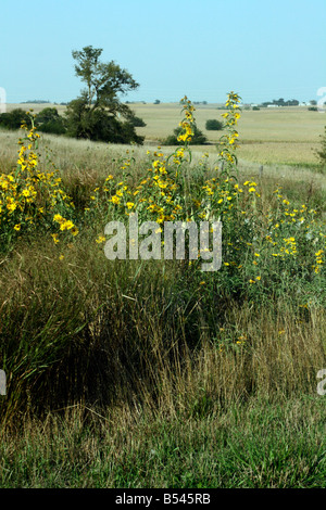 Gelbe Prärie Blumen, Gräser und fernen Wirtschaftsgebäude. Stockfoto