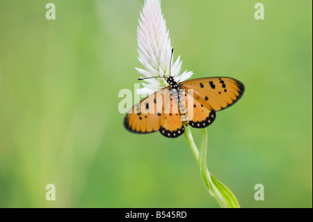 Acraea Terpsicore. Tawny Coster Schmetterling in der indischen Landschaft. Andhra Pradesh, Indien Stockfoto