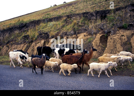 Kuh, Kühe, Schafe, Alpaka, Alpakas, Lamas, Lamas, Tiere, Haustier, Haustiere, Pujili, Provinz Cotopaxi, Ecuador, Südamerika Stockfoto