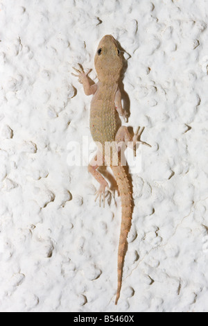 Kotschy der Gecko, Mediodactylus kotschyi Stockfoto