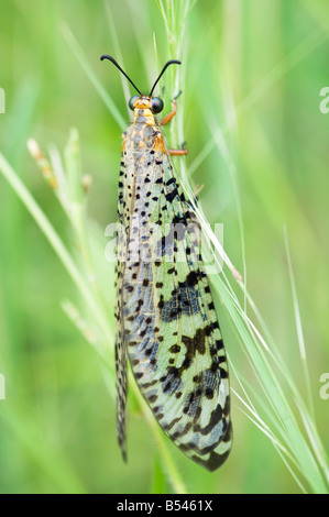 Antlion Insekt in der indischen Landschaft. Andhra Pradesh, Indien Stockfoto