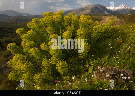 Große mediterrane Wolfsmilch Euphorbia Characias auf die Mani Halbinsel Süd Griechenland Stockfoto
