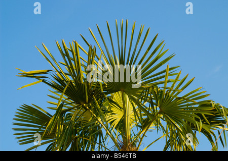 Palme mit blauem Himmel. Stockfoto