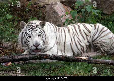Ein weißer Tiger auf die DeYoung Familie Zoo in Michigan Stockfoto