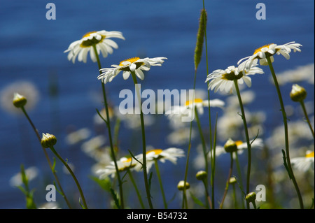 Weiße Margeriten blühen mit Wasser im Hintergrund Stockfoto