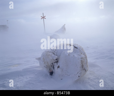 Husky - im Schnee liegen Stockfoto
