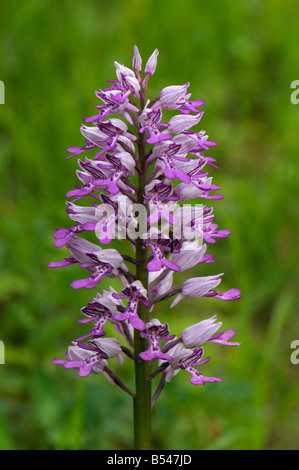 Militärische Orchidee, Soldat Orchidee (Orchis Militaris), Blüte Stockfoto