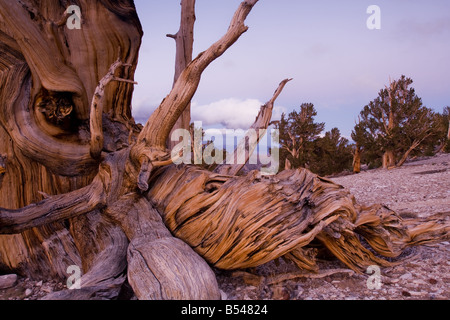 Patriarch Grove, Bristlecone Pine Forest, White Mountains Stockfoto