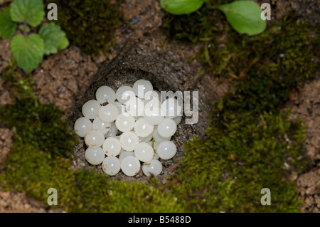 Roman Snail Schnecken Schnecke, essbare Schnecke (Helix Pomatia), Eiern Stockfoto