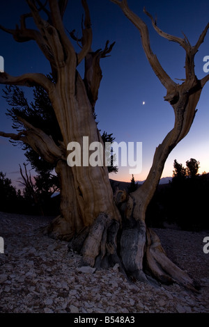 Patriarch Grove, Bristlecone Pine Forest, White Mountains Stockfoto