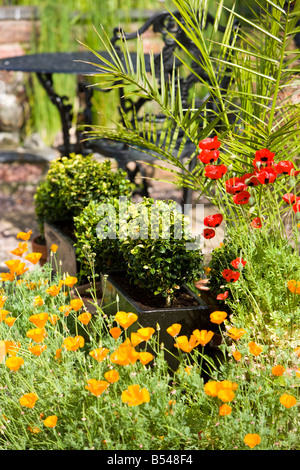 Kalifornischer Mohn mit Gartenmöbeln Stockfoto