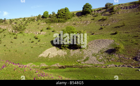 Cressbrook Dale Landschaft mit frühen lila Orchideen und traditionellen Steinmauern Stockfoto