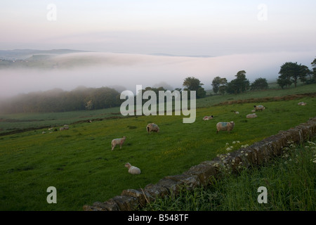 am frühen Morgen Ackerland Landschaft am Rushup Rand im Peak District mit Schafen und traditionelle englische Steinmauern Stockfoto