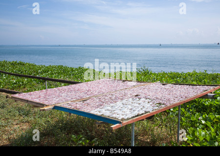 Kleine getrocknete Fische, trocknen in der Sonne, Thailand Stockfoto