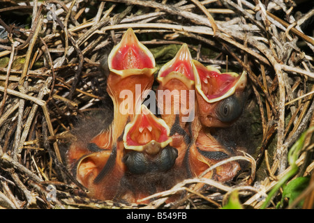 Nördlichen Kardinal Cardinalis Cardinalis junge im Nest Sinton Fronleichnam Coastal Bend, Texas USA Stockfoto