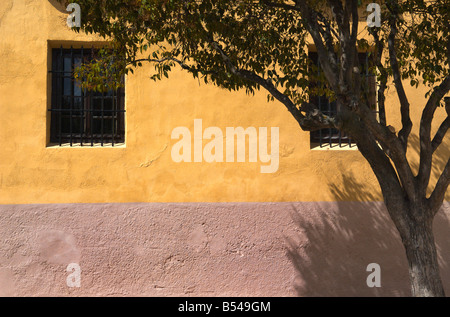 gelb und Rosa Wand mit Baum Stockfoto