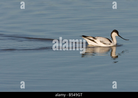 Avocet Recurvirostra Avocetta Fütterung im Cley Nature Reserve Norfolk Stockfoto