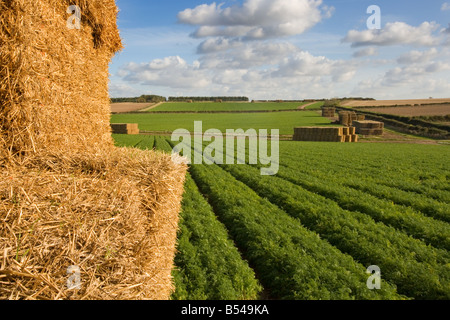 Karotte Felder Burnham Overy Norfolk Oktober Stockfoto