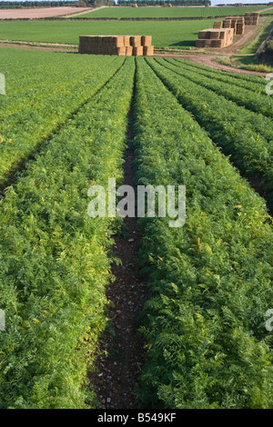 Karotte Felder Burnham Overy Norfolk Oktober Stockfoto