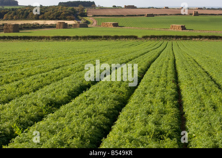 Karotte Felder Burnham Overy Norfolk Oktober Stockfoto