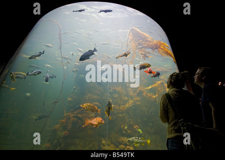 Northern California Coast Exhibit Kalifornien Akademie von Wissenschaften Golden Gate Park San Francisco Kalifornien, USA Stockfoto