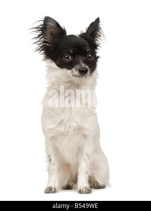 langhaarige Chihuahua 9 Monate vor einem weißen Hintergrund Stockfoto