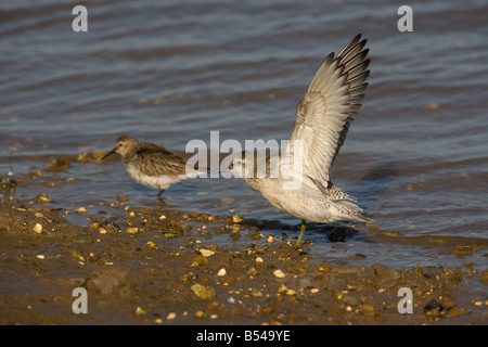 Alpenstrandläufer Calidris Alpina am Kiesstrand im winter Stockfoto