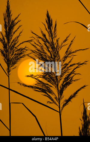 Schilf Phragmites Communis bei Sonnenuntergang North Norfolk Feuchtgebiete Stockfoto