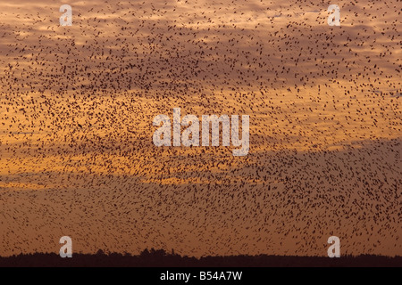 Knoten Sie Flock und andere Watvögel im Flug The Wash-Norfolk UK Stockfoto