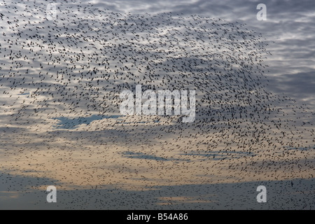 Knoten Sie Flock und andere Watvögel im Flug The Wash-Norfolk UK Stockfoto