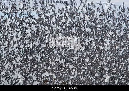 Knoten Sie Flock und andere Watvögel im Flug The Wash-Norfolk UK Stockfoto