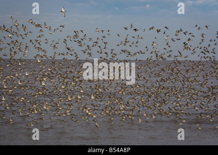 Knoten Sie Flock und andere Watvögel im Flug The Wash-Norfolk UK Stockfoto