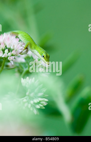 Grüne Anole Eidechse Anolis carolinensis Stockfoto
