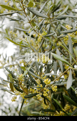 Olivenbaum in Spanien, blühenden Frühling Stockfoto