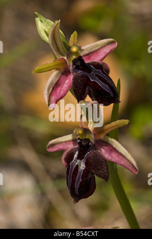 Spruner Orchidee (Ophrys Spruneri) in Blüte, Nahaufnahme, Peloponnes, Griechenland, Europa Stockfoto