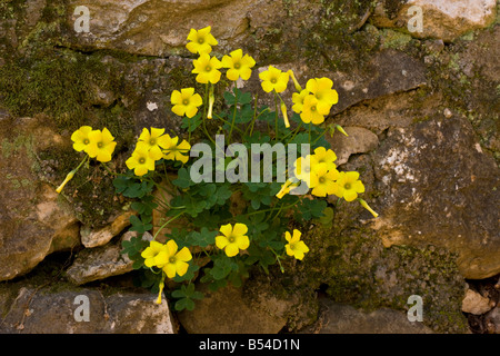 Bermuda Buttercup Oxalis Pes-Caprae aus Südafrika jetzt weit verbreiteten Unkraut im Mittelmeerraum Mani Griechenland eingeführt Stockfoto