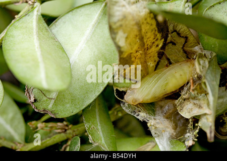 Box Tree Pyralid Moth (Glyphodes Perspectalis). Puppe in Buchsbaum (Buxus Sempervirens) Stockfoto