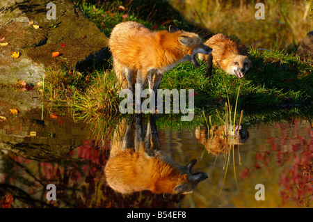 Mutter Red Fox Warnung unterwürfig junge kit mit einem Yelp vom Rand Wassers in den Herbst Vulpes Vulpes Minnesota USA Stockfoto