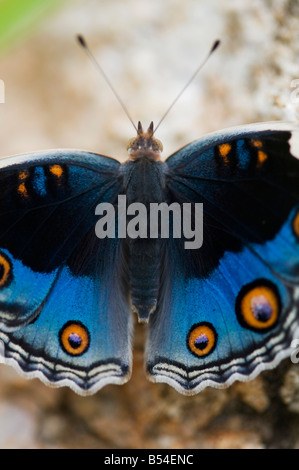 Precis Orithya. Blauer Stiefmütterchen Schmetterling auf Felsen in der indischen Landschaft hautnah. Andhra Pradesh, Indien Stockfoto