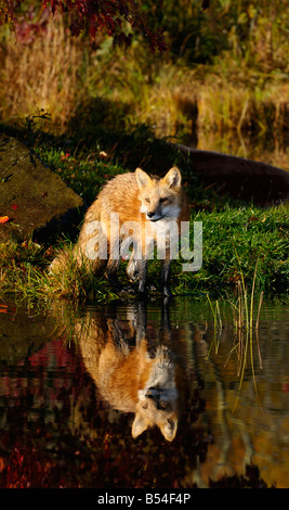 Einzelnen Rotfuchs blickte zu den Ufern eines Flusses mit klaren Reflexion über ein Herbstmorgen Stockfoto