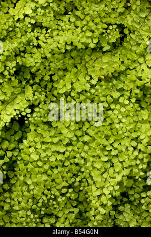 Tausend Farn (Venushaarfarns Capillus-Veneris) wächst durch eine Feder full Frame, Andalusien, Spanien Stockfoto