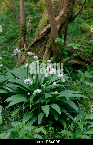 Bärlauch oder wilder Knoblauch Allium Ursinum wächst in feuchten Wäldern Stockfoto