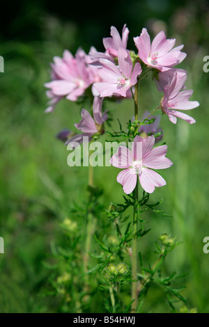 Moschusmalve Malva Moschata in offenen Wäldern wächst Stockfoto