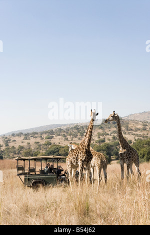 Safari-Fahrzeug mit Touristen, Blick auf Giraffen Stockfoto