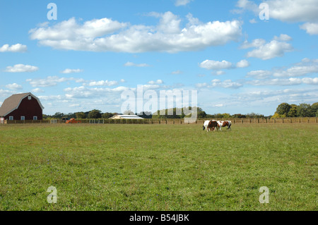 Amerikanischen Bauernhof wo Pferde auf der Weide grasen Stockfoto