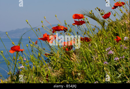 Wilder Mohn oder Feld Mohn Papaver Rhoeas gegen Meer und Himmel Mani Halbinsel Peloponnes Süd Griechenland Stockfoto